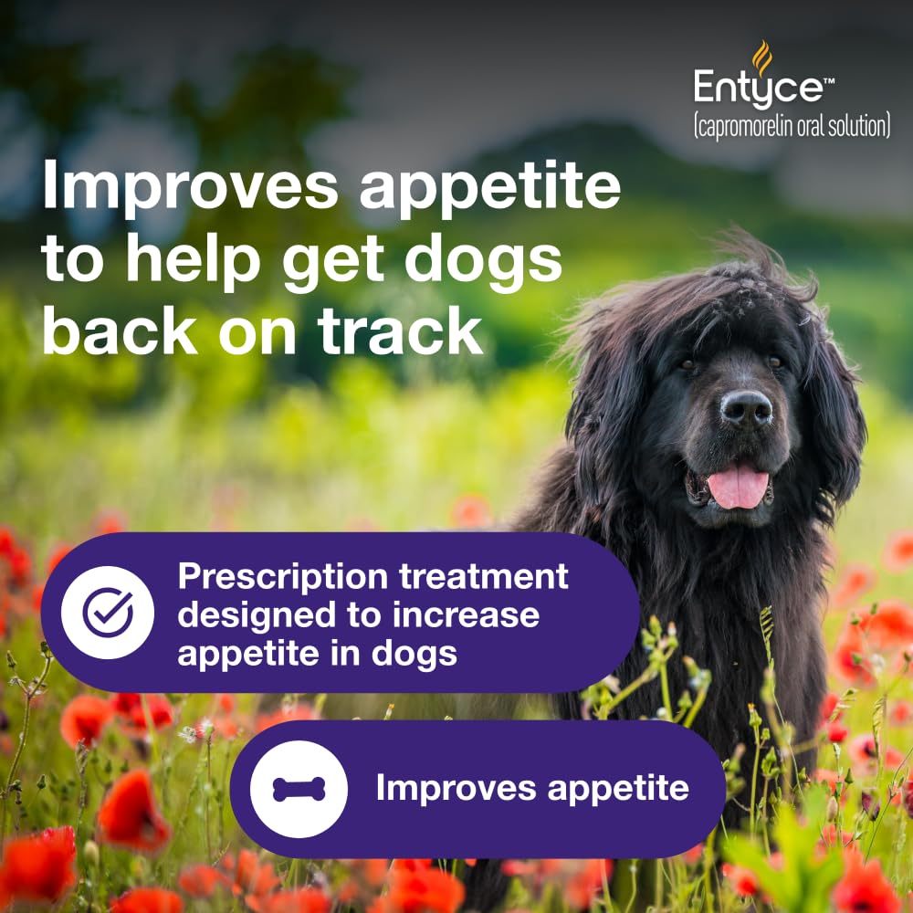 Dog Appetite Stimulant Oral Solution 30mg/ml 10 ml L287391