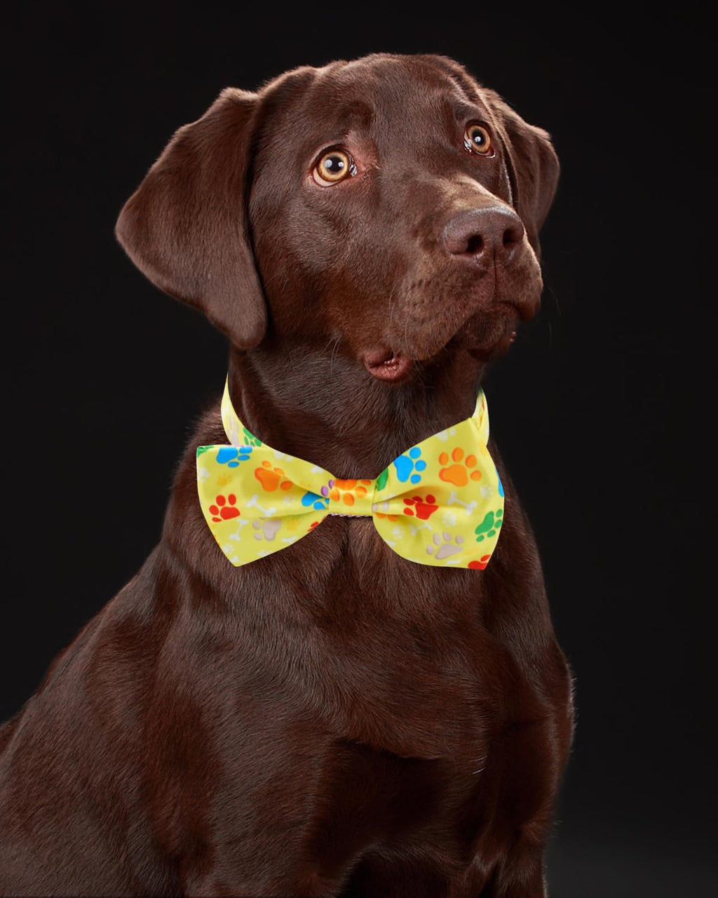 60 Pack Paw Print Dog Bowties and Ties I835898