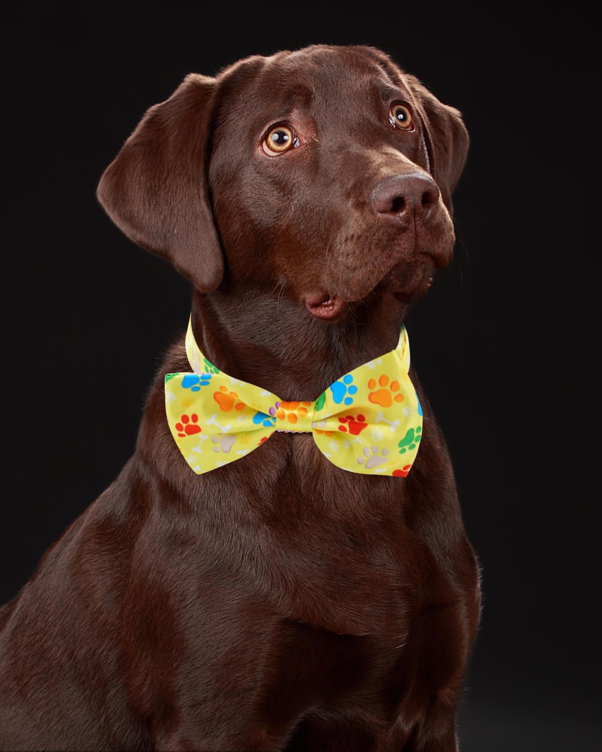 60 Pack Paw Print Dog Bowties and Ties I835898