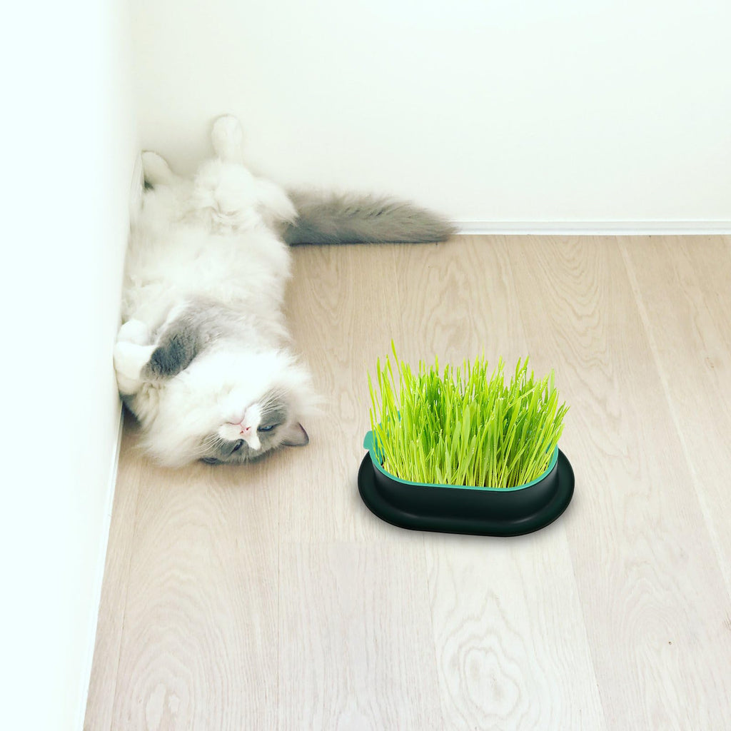3 Piece Cat Grass Planter Kit D352095