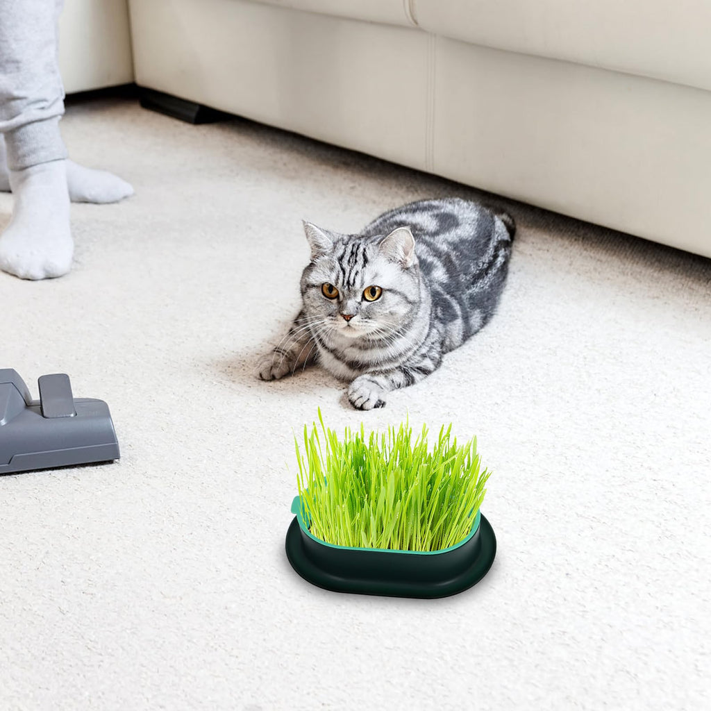 3 Piece Cat Grass Planter Kit D352095