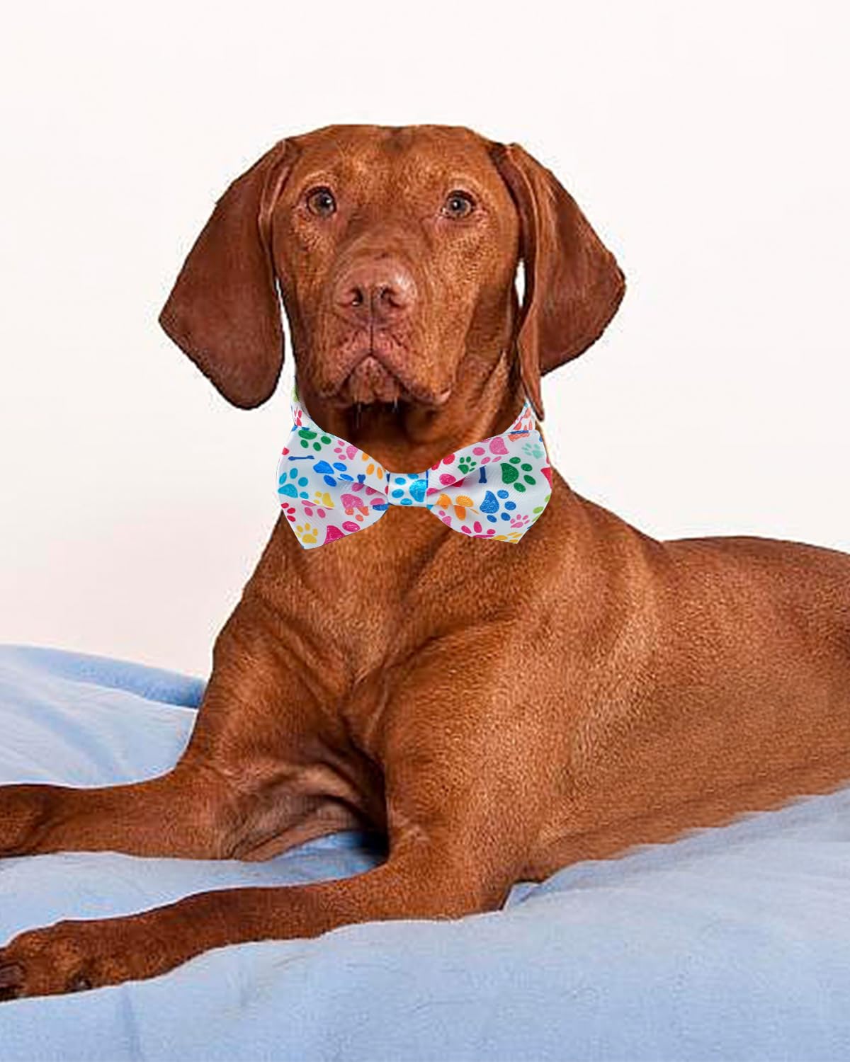 60 Pack Paw Print Dog Bowties and Ties I835898