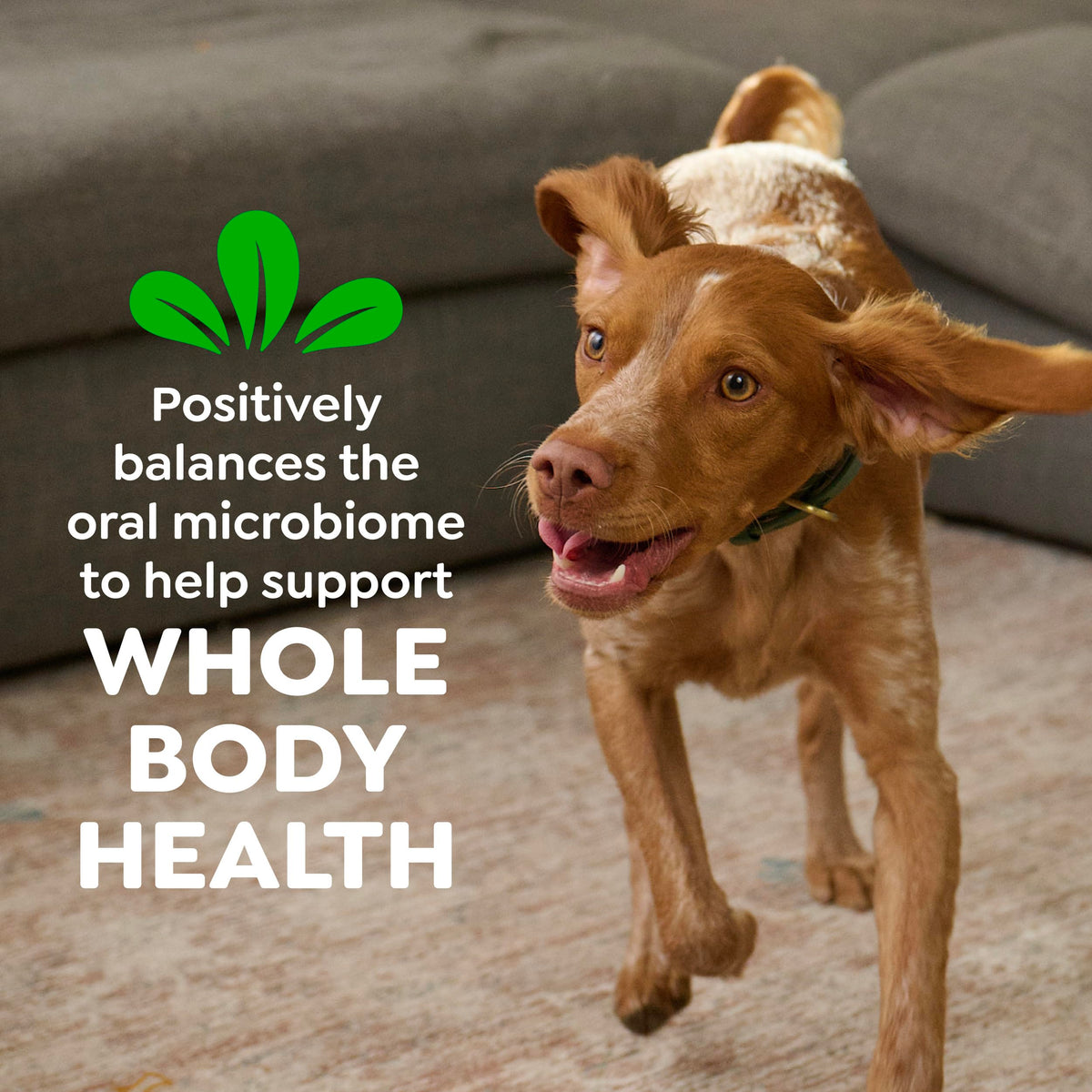 Natural Dental Dog Treats Fresh Mint Flavor 12 Count D572843