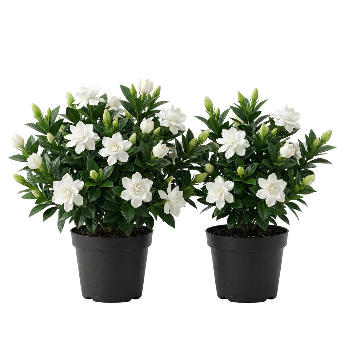 White Gardenia Plants 5-7 Inch Tall V769