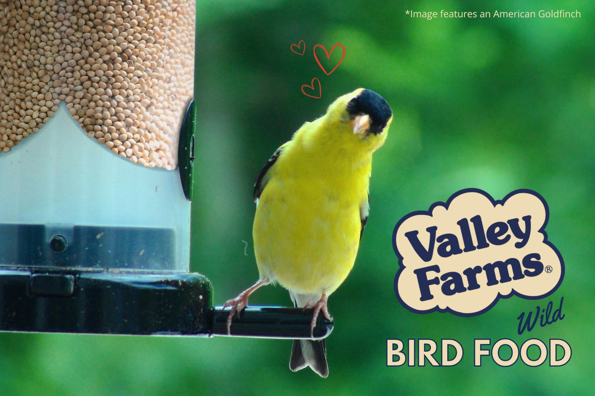 White Millet Wild Bird Seed 20 LB R13982
