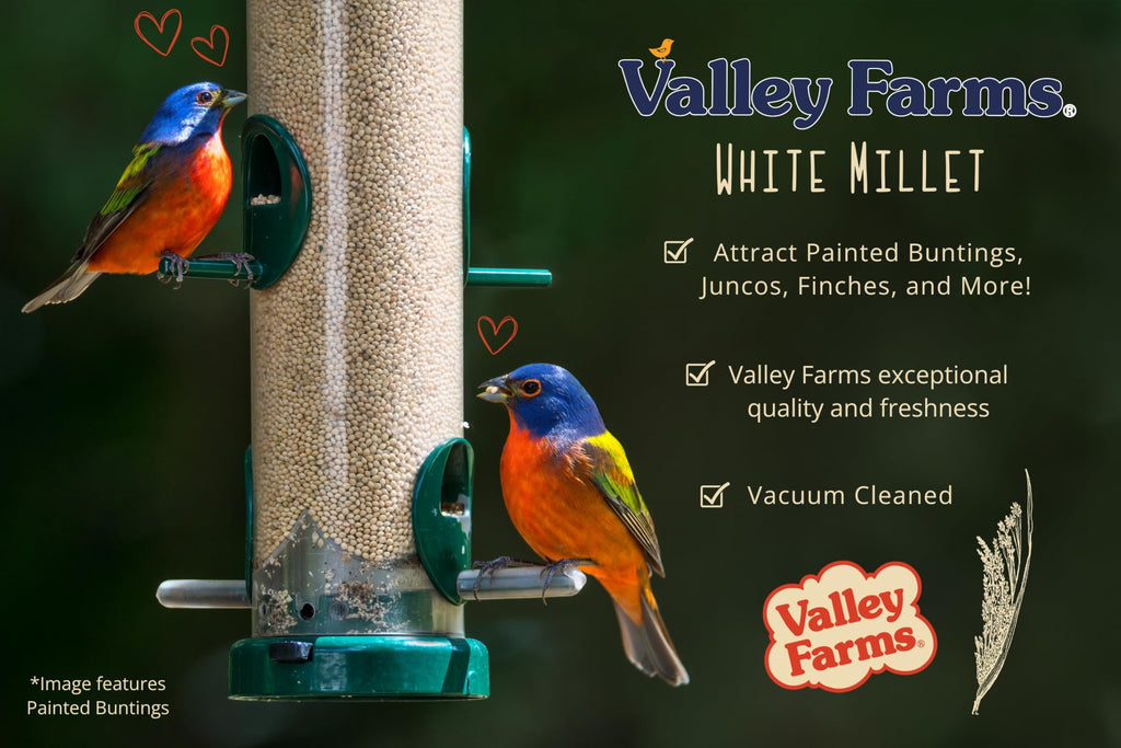 White Millet Wild Bird Seed 20 LB R13982