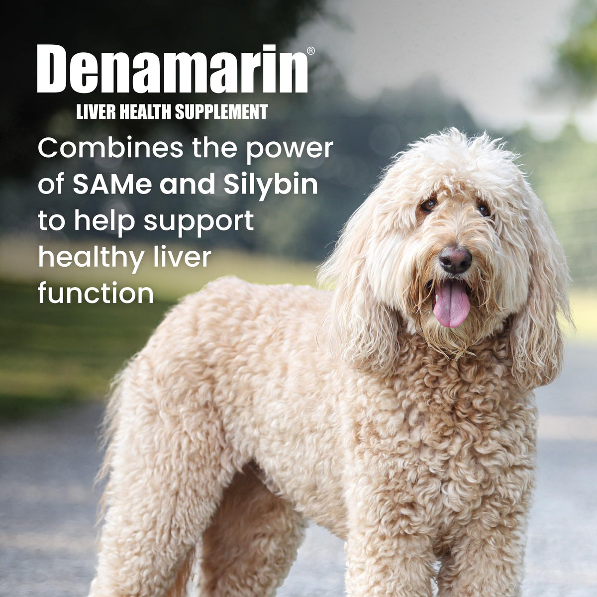 Liver Supplement for Large Dogs, 30ct H993350