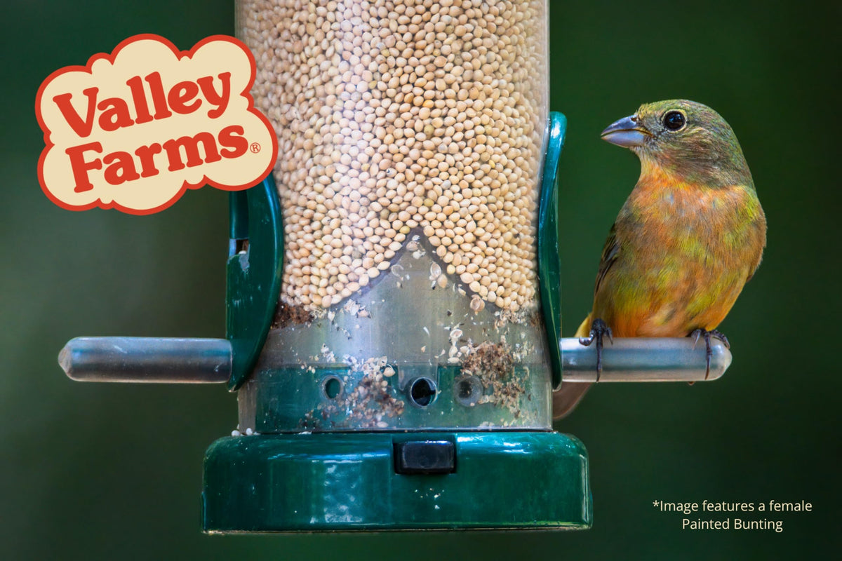 White Millet Wild Bird Seed 20 LB R13982