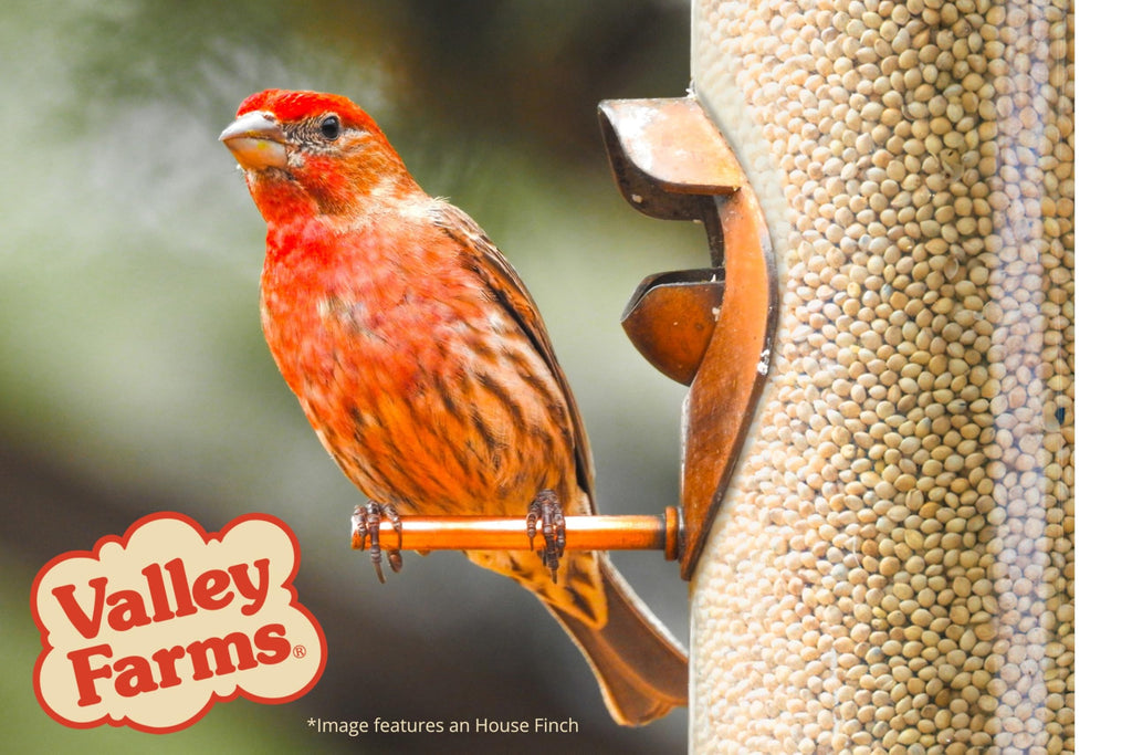 White Millet Wild Bird Seed 20 LB R13982
