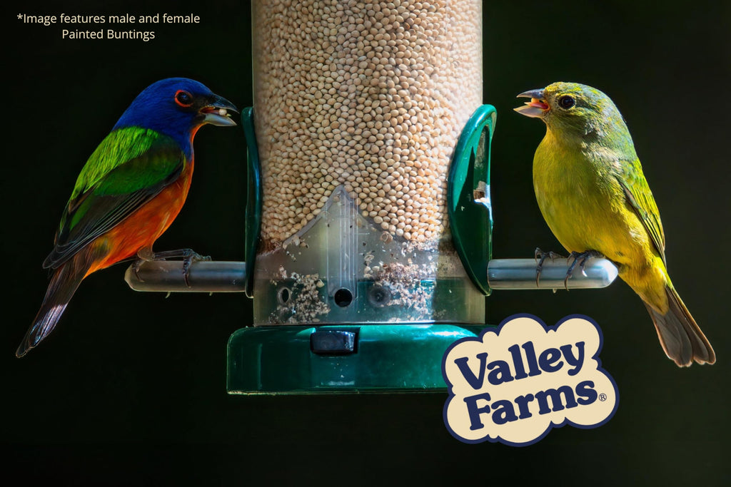 White Millet Wild Bird Seed 20 LB R13982